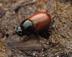 Aphodius pedellus by (c) Thilina Hettiarachchi, some rights reserved (CC BY), uploaded by Thilina Hettiarachchi. Used under a CC-BY license.