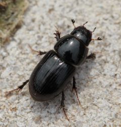 Calamosternus granarius by (c) Иван Пристрем, some rights reserved (CC BY), uploaded by Иван Пристрем. Used under a CC-BY license.