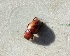 Cryptoscatomaseter iowensis by (c) Doug Macaulay, some rights reserved (CC BY), uploaded by Doug Macaulay. Used under a CC-BY license.