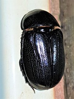Nialaphodius by (c) Gerry van Tonder, some rights reserved (CC BY), uploaded by Gerry van Tonder. Used under a CC-BY license.