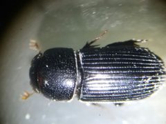 Ataenius spretulus by (c) Tyler Bishop, some rights reserved (CC BY), uploaded by Tyler Bishop. Used under a CC-BY license.