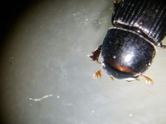 Ataenius spretulus by (c) Tyler Bishop, some rights reserved (CC BY), uploaded by Tyler Bishop. Used under a CC-BY license.