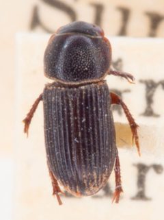 Ataenius texanus by no rights reserved, uploaded by Robbie Hannawacker. Used under a CC0 license.