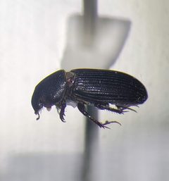 Ataenius texanus by (c) Bennett Grappone, some rights reserved (CC BY), uploaded by Bennett Grappone. Used under a CC-BY license.