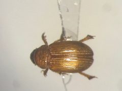 Psammodius pierottii by no rights reserved, uploaded by Nick Bédard. Used under a CC0 license.