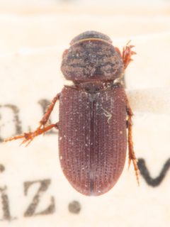 Rhyssemus californicus by no rights reserved, uploaded by Robbie Hannawacker. Used under a CC0 license.
