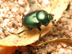 Canthon indigaceus by (c) Katja Schulz, some rights reserved (CC BY). Used under a CC-BY license.