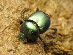 Canthon indigaceus by (c) Katja Schulz, some rights reserved (CC BY). Used under a CC-BY license.