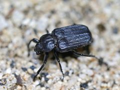 Cremastocheilus planatus by (c) Toby, some rights reserved (CC BY), uploaded by Toby. Used under a CC-BY license.