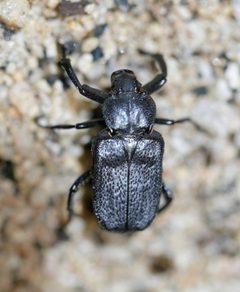 Cremastocheilus planatus by (c) Toby, some rights reserved (CC BY), uploaded by Toby. Used under a CC-BY license.
