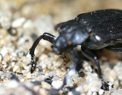 Cremastocheilus planatus by (c) Toby, some rights reserved (CC BY), uploaded by Toby. Used under a CC-BY license.