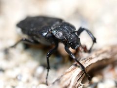 Cremastocheilus planatus by (c) Toby, some rights reserved (CC BY), uploaded by Toby. Used under a CC-BY license.