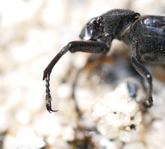 Cremastocheilus planatus by (c) Toby, some rights reserved (CC BY), uploaded by Toby. Used under a CC-BY license.