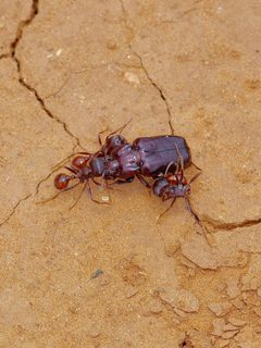 Cremastocheilus quadricollis by (c) Michelle W. （鍾偉瑋）, some rights reserved (CC BY), uploaded by Michelle W. （鍾偉瑋）. Used under a CC-BY license.