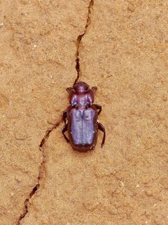 Cremastocheilus quadricollis by (c) Michelle W. （鍾偉瑋）, some rights reserved (CC BY), uploaded by Michelle W. （鍾偉瑋）. Used under a CC-BY license.