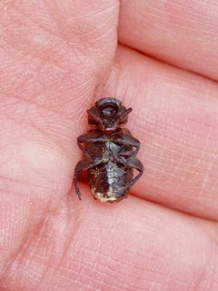 Cremastocheilus quadricollis by (c) Michelle W. (鍾偉瑋), some rights reserved (CC BY), uploaded by Michelle W. (鍾偉瑋). Used under a CC-BY license.