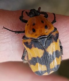 Euphoria fascifera by (c) Jason Eckberg, some rights reserved (CC BY), uploaded by Jason Eckberg. Used under a CC-BY license.