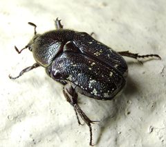 Euphoria sepulcralis by (c) Tyler Bishop, some rights reserved (CC BY), uploaded by Tyler Bishop. Used under a CC-BY license.