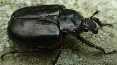Osmoderma eremicola by (c) Wendy Jegla, some rights reserved (CC BY), uploaded by Wendy Jegla. Used under a CC-BY license.