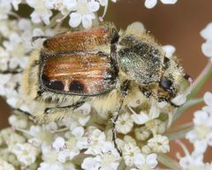 Trichiotinus affinis by (c) skitterbug, some rights reserved (CC BY), uploaded by skitterbug. Used under a CC-BY license.