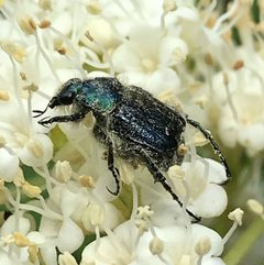 Trichiotinus lunulatus by (c) Laura Clark, some rights reserved (CC BY), uploaded by Laura Clark. Used under a CC-BY license.