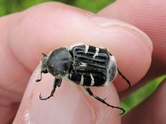 Trichiotinus texanus by (c) Sam Kieschnick, some rights reserved (CC BY), uploaded by Sam Kieschnick. Used under a CC-BY license.