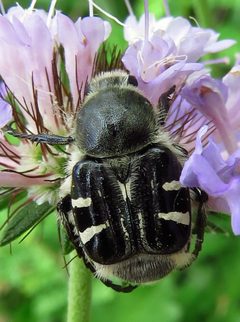 Trichiotinus texanus by (c) Annika Lindqvist, some rights reserved (CC BY), uploaded by Annika Lindqvist. Used under a CC-BY license.