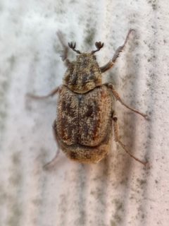 Valgus seticollis by (c) fuzzyspider, some rights reserved (CC BY), uploaded by fuzzyspider. Used under a CC-BY license.