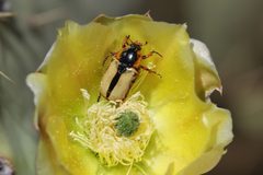 Chlorixanthe propinqua by (c) Brooke Smith, some rights reserved (CC BY), uploaded by Brooke Smith. Used under a CC-BY license.
