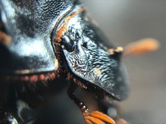 Dichotomius carolinus by (c) Raven Dandridge, some rights reserved (CC BY), uploaded by Raven Dandridge. Used under a CC-BY license.
