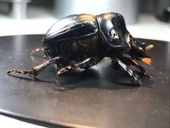 Dichotomius carolinus by (c) Raven Dandridge, some rights reserved (CC BY), uploaded by Raven Dandridge. Used under a CC-BY license.