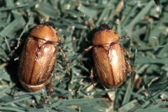 Cyclocephala hirta by (c) Whitney Cranshaw, Colorado State University, Bugwood.org, some rights reserved (CC BY). Used under a CC-BY license.