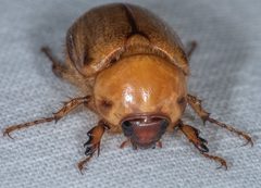 Cyclocephala hirta by (c) Don Loarie, some rights reserved (CC BY), uploaded by Don Loarie. Used under a CC-BY license.