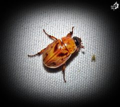 Cyclocephala lunulata by (c) Diogo Luiz, some rights reserved (CC BY), uploaded by Diogo Luiz. Used under a CC-BY license.