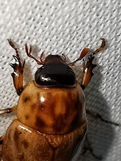 Cyclocephala lunulata by (c) Adriana Nelly Correa Sandoval, some rights reserved (CC BY), uploaded by Adriana Nelly Correa Sandoval. Used under a CC-BY license.