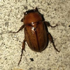 Cyclocephala lurida by (c) Shannon Foreman, some rights reserved (CC BY), uploaded by Shannon Foreman. Used under a CC-BY license.