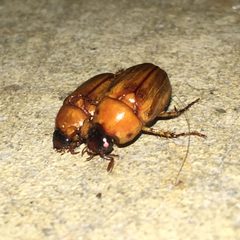 Cyclocephala lurida by (c) Shannon Foreman, some rights reserved (CC BY), uploaded by Shannon Foreman. Used under a CC-BY license.