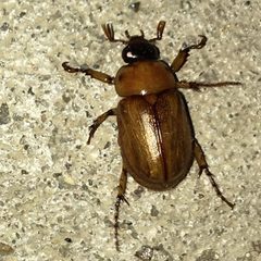 Cyclocephala lurida by (c) Shannon Foreman, some rights reserved (CC BY), uploaded by Shannon Foreman. Used under a CC-BY license.