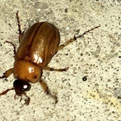 Cyclocephala lurida by (c) Shannon Foreman, some rights reserved (CC BY), uploaded by Shannon Foreman. Used under a CC-BY license.