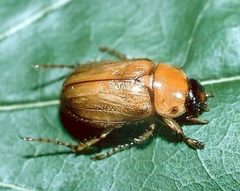 Cyclocephala lurida by (c) 
Kansas Department of Agriculture, Bugwood.org, some rights reserved (CC BY). Used under a CC-BY license.
