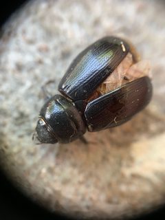 Dyscinetus picipes by (c) Senna Bryce Robeson, some rights reserved (CC BY), uploaded by Senna Bryce Robeson. Used under a CC-BY license.