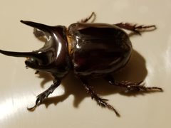 Strategus antaeus by (c) Morgan Hay, some rights reserved (CC BY), uploaded by Morgan Hay. Used under a CC-BY license.