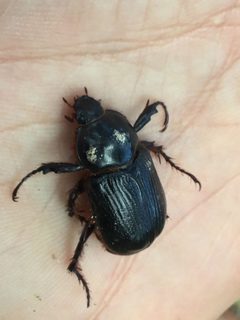 Coscinocephalus cribrifrons by (c) Andrew Meeds, some rights reserved (CC BY), uploaded by Andrew Meeds. Used under a CC-BY license.