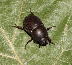 Euetheola rugiceps by (c) Gordon C. Snelling, some rights reserved (CC BY), uploaded by Gordon C. Snelling. Used under a CC-BY license.