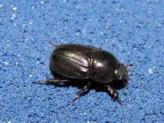 Euetheola rugiceps by (c) geosesarma, some rights reserved (CC BY), uploaded by geosesarma. Used under a CC-BY license.