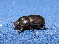 Euetheola rugiceps by (c) geosesarma, some rights reserved (CC BY), uploaded by geosesarma. Used under a CC-BY license.