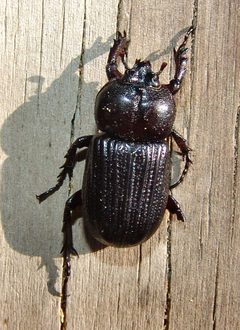 Phileurus valgus by (c) Gordon C. Snelling, some rights reserved (CC BY), uploaded by Gordon C. Snelling. Used under a CC-BY license.