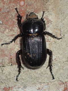 Phileurus valgus by (c) John P Friel, some rights reserved (CC BY), uploaded by John P Friel. Used under a CC-BY license.