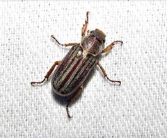 Dichelonyx albicollis by (c) christine123, some rights reserved (CC BY), uploaded by christine123. Used under a CC-BY license.