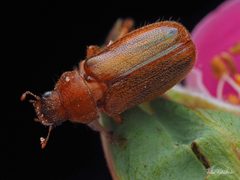 Dichelonyx kirbyi by (c) Thilina Hettiarachchi, some rights reserved (CC BY), uploaded by Thilina Hettiarachchi. Used under a CC-BY license.